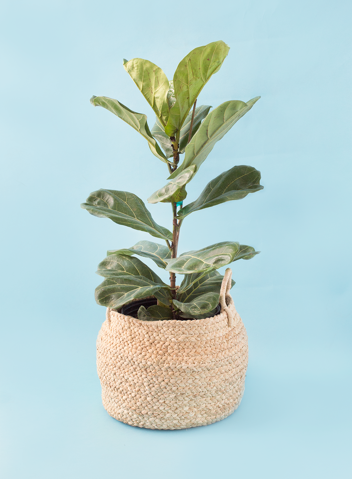 Small Braided Raffia Basket Natural